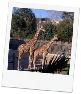 Giraffes at Biopark Zoo