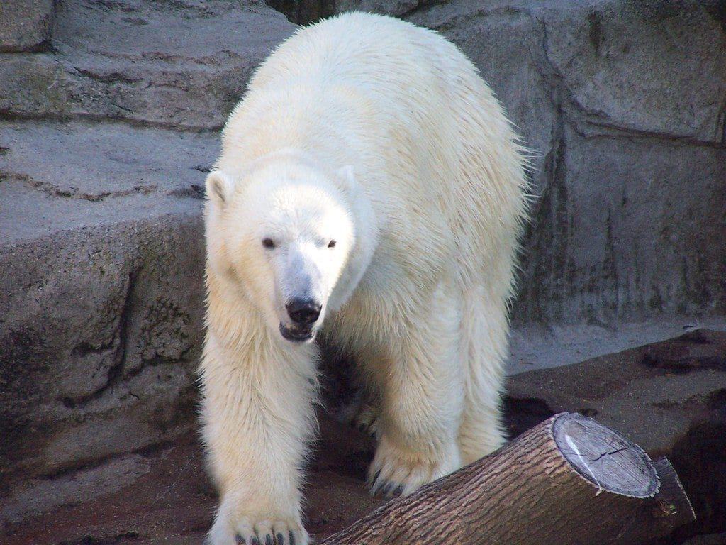 Polar Bears Lincoln Park Zoo