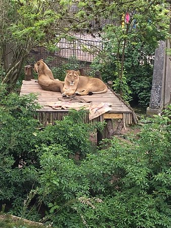 Lion Exhibit at the London Zoo