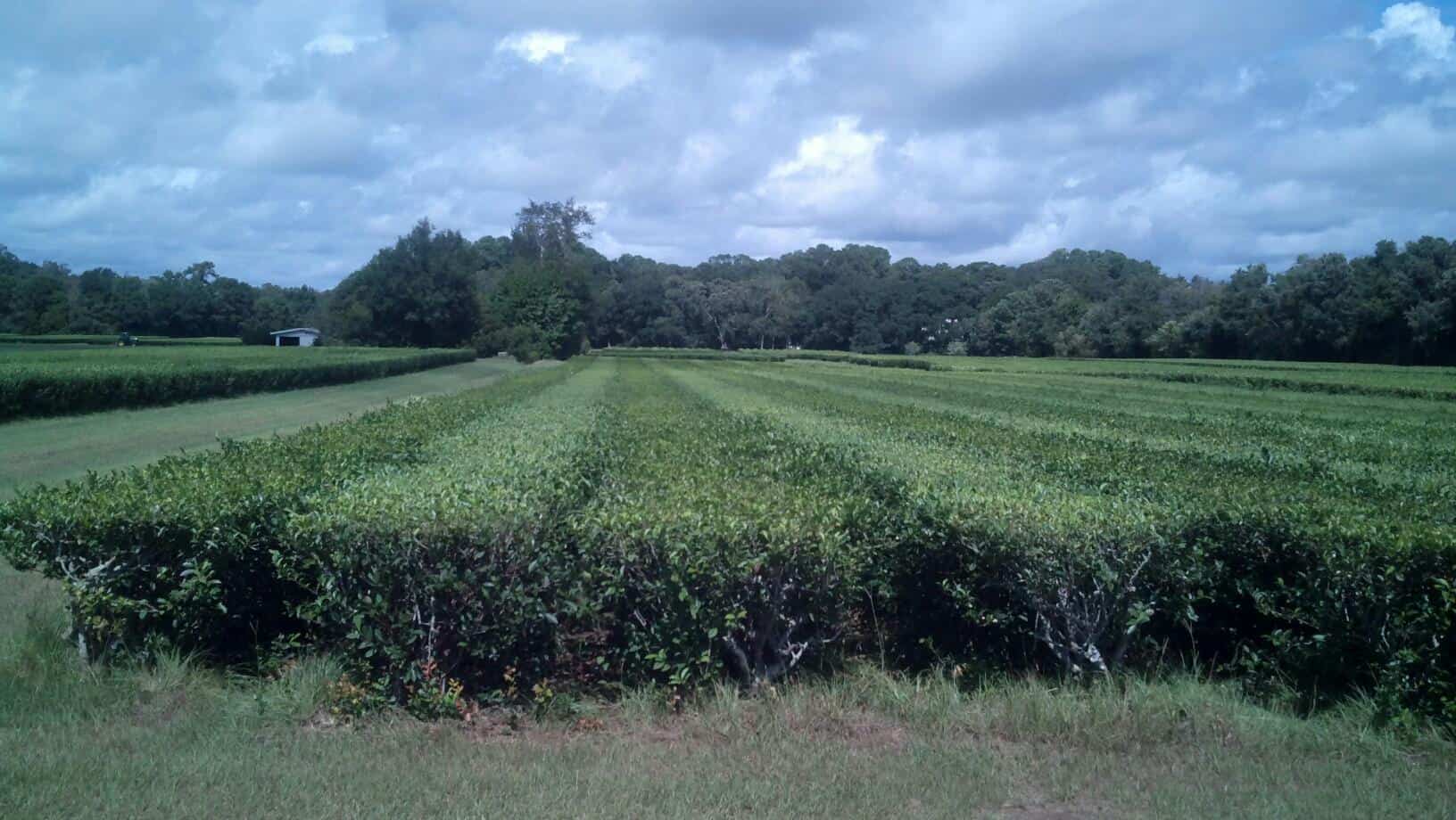 Tea Fields at Charleston Tea Plantation