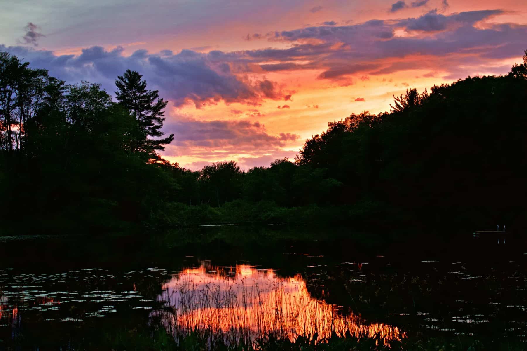 a swamp at sunset