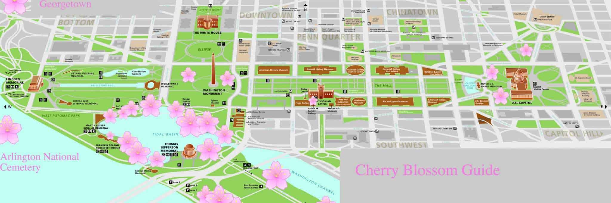 Cherry Blossom Guide