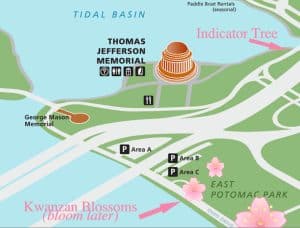 Where to view the Cherry Blossoms