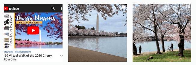 Cherry Blossom Photos 2020