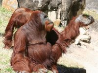 Orangutan at Audubon Zoo. Image Source: Wikimedia user Brian Norwood on March 6th, 2010.