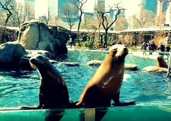 New York Central park zoo