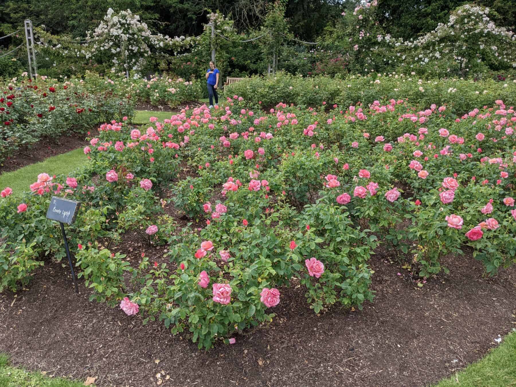 Queen Mary’s Rose Garden