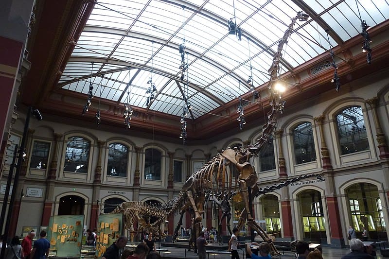 The Natural History Museum (Naturkunde Museum)