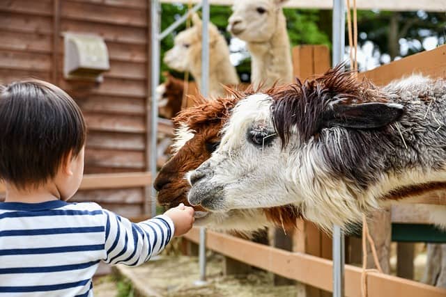 An alpaca at a petting zoo. Image source: Pixabay user Johnny px.