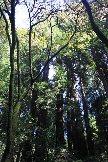 A grouping of trees in Muir Woods. Image source: Pixabay user L.A. Dano.