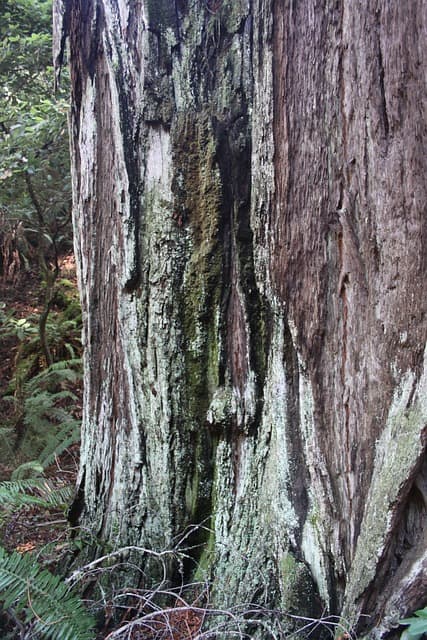 The trunk of a very large redwood tree in Muir Woods. Image source: Pixabay user L.A. Dano.