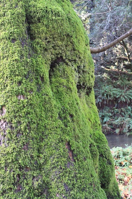 Moss growing on the stump of a Redwood tree in Muir Woods. Image source: Pixabay user L.A. Dano.