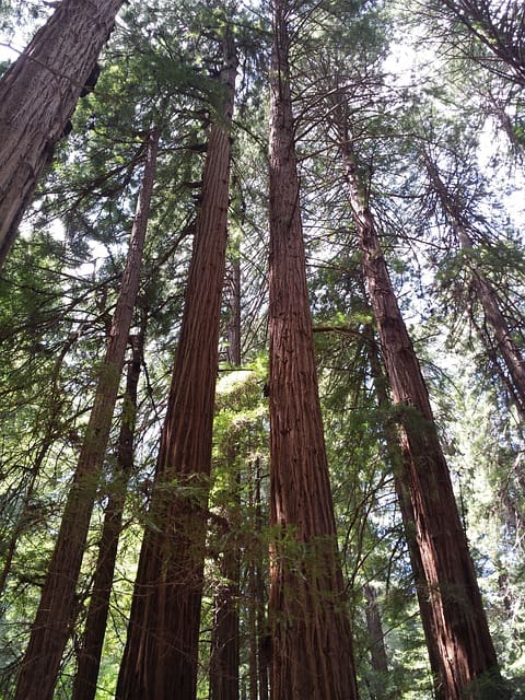 The redwoods of Muir Woods. Image source: Pixabay user DecadeDefector.