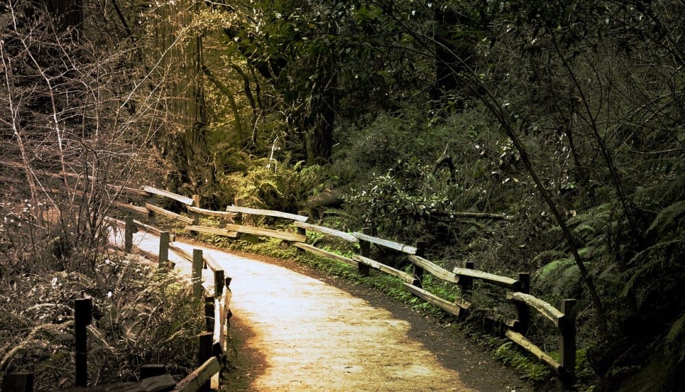 Just one of the many trails you can expect to find in Muir Woods. Image source: Pixabay user Linnaea Mallette.